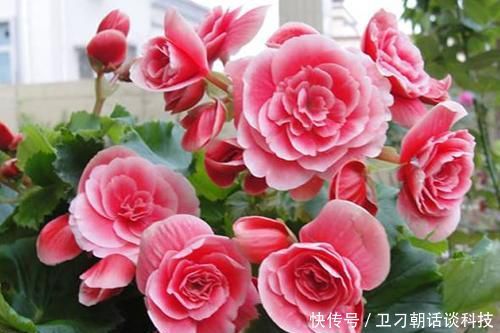 漂亮:这3种花,再漂亮也别在春天养,即使养花大神也很难养活!
