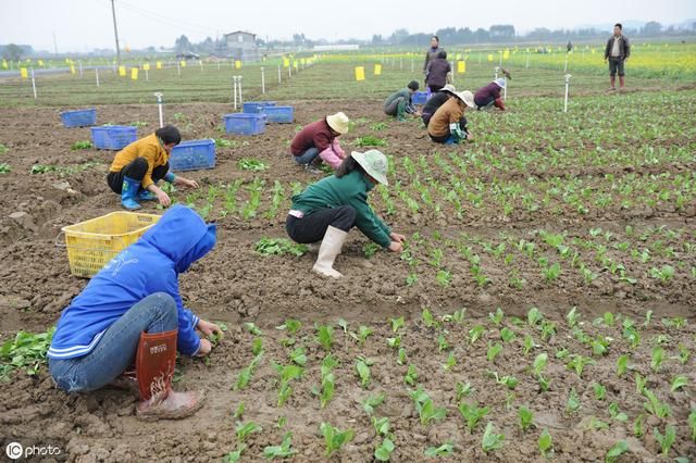 生者无地，死者有田为什么？土地承包为何能延长三十年？