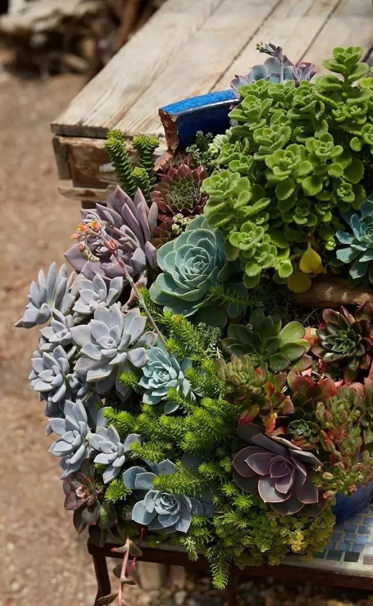 种满多肉的小院,原来比花园还美!