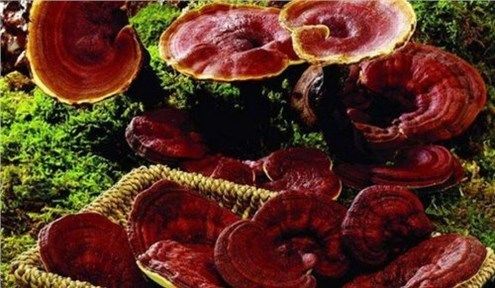 农民种植“仙草”，亩产3000斤，每斤15元