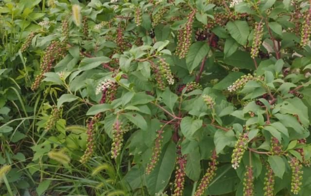  [花钱]被农民忽视多年的“山萝卜”，原来是治脚气的好药，不花