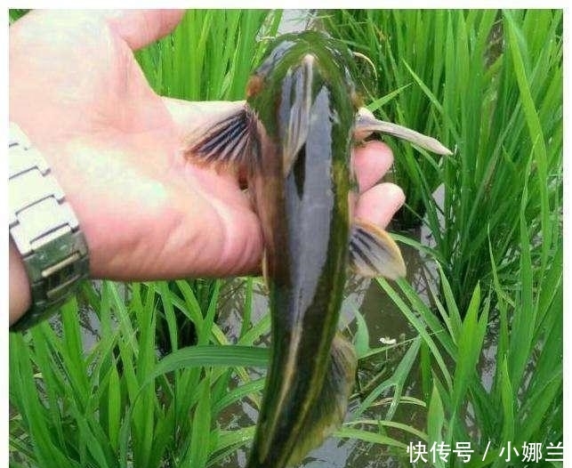 大叔用农田打造水稻鸭子鱼, 年入几十万