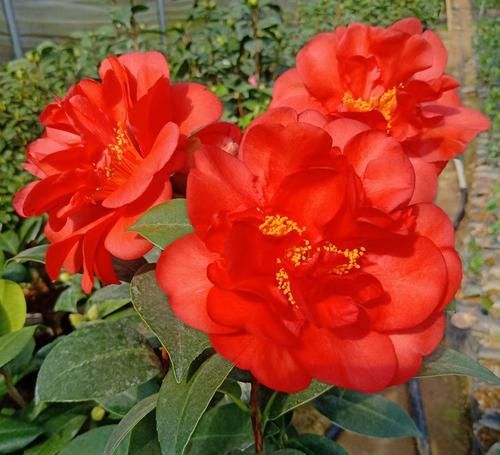 #玫瑰#喜欢玫瑰,不如养盆“珍稀名菊”墨菊,花色如墨,冷酷高贵,真美