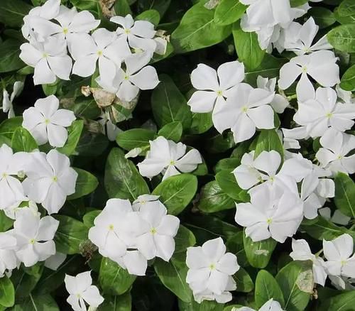  【毒性】13种最常见的有毒花儿，花友们都应当知道