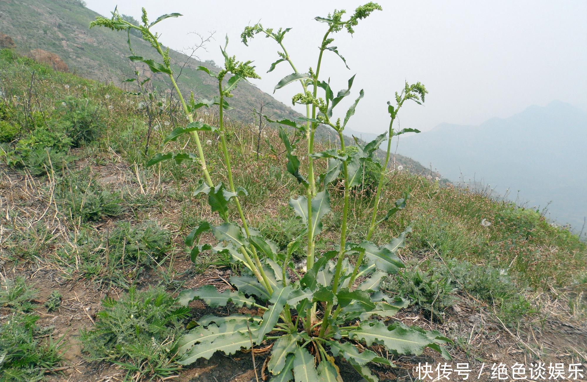 俗称野菠菜，曾是穷苦人的救命菜，殊不知根含“黄金”价值珍贵