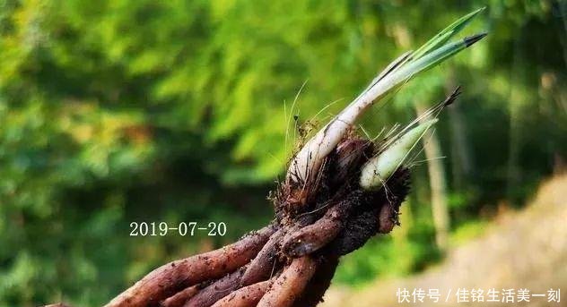 #能力#如何让病后的兰花弱苗复壮怎样才算真正复壮用实例告诉你