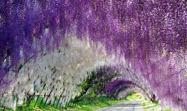 「品种」去公园玩看到这3种花,多看几眼亏不了,美得令人心旷神怡