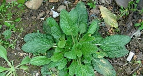  【殊不知】这种野草，因长满“疙瘩”，不受待见，殊不知价值如