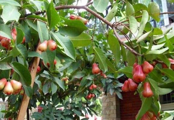 南方这种水果一年结6次，掉在地上少有人吃，到了北方一斤却卖60