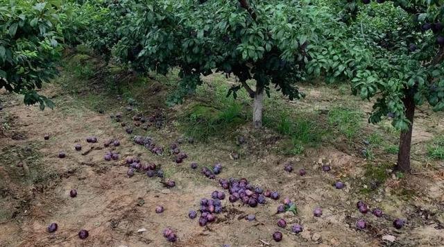 陕西李子滞销，7毛一斤无人收，城里人抱怨吃不起，这是为啥