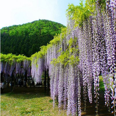  『庭院』比空气清新剂还香的7种植物，放在庭院大气上档次，还净化空气