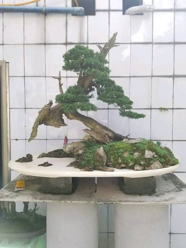  『园艺师』到园艺师家里做客，欣赏到了很多精品盆景，一起来感受盆景的魅力