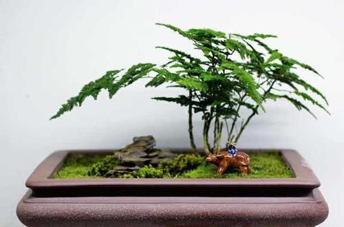  『株型』想要文竹养的好，三步要做到，叶子绿，株型美还能开出花来！