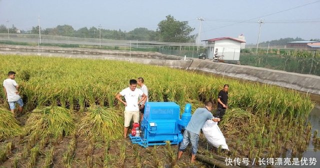 一斤泥鳅卖到35元，这样的泥鳅咋养的