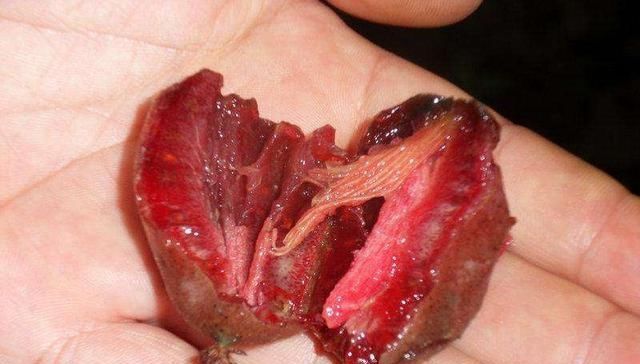  【包烟】少抽2包烟，院子里也要栽上2株此果树，结果甜如蜜桔，丢土里就活