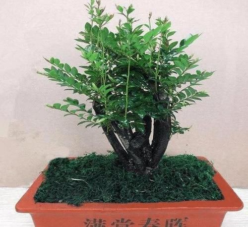  『我国』我国最“稀有”的盆景，比乌龟还长寿，好看又好养，一年顺风顺水