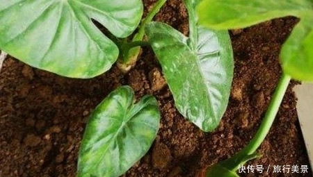 【掌状】新手养花,不如养观赏精品:滴水观音和千手观音的区别