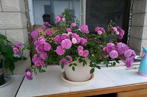 【试试】喜欢养花啊,那养这些花草试试,掐个枝沾土就能活,开花美艳迷人