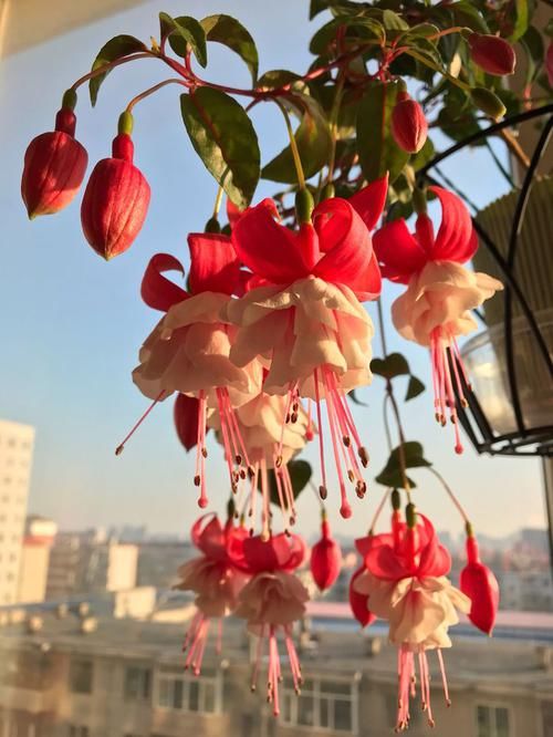  [阳台]阳台种这些花朵，漂亮好养易爆盆，花开成瀑布，花朵稠密惹眼
