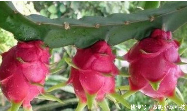  果子@“火龙果”盆栽不结果？是因为少了这一步，加一步果子挂满枝！