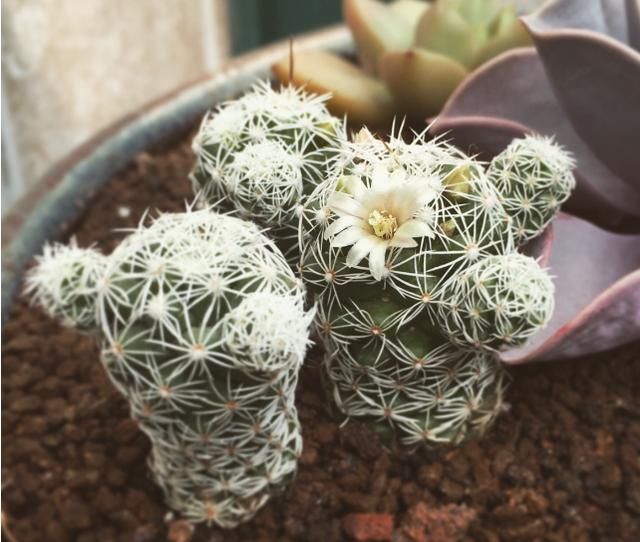 多肉花败就会死？家养多肉开花了，该不该剪掉？