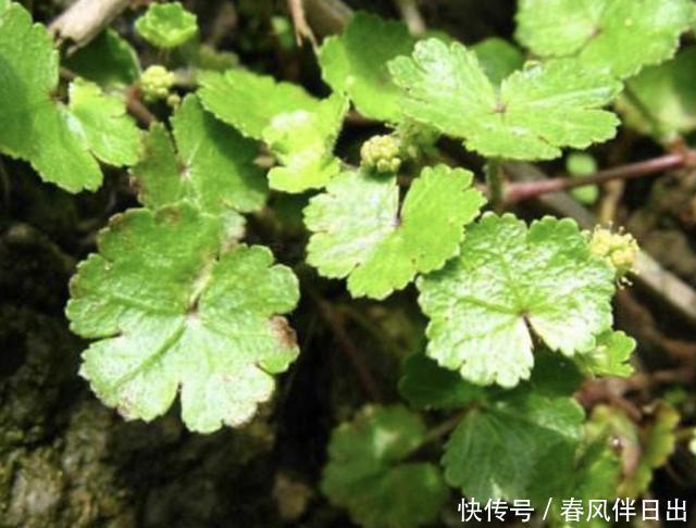  观赏价值■1种“天胡荽”低矮，长在小溪边很奇特，很像“铜钱草”，价值高