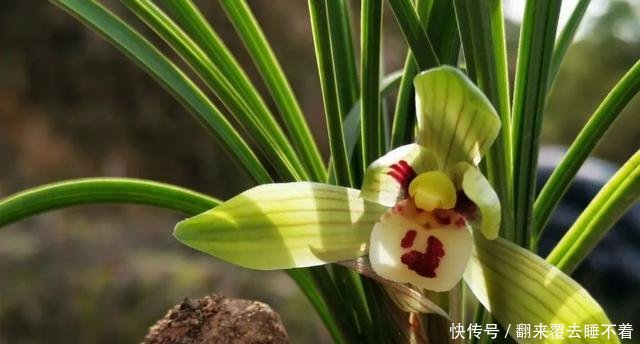 #开出#不同的兰花授粉后,第二年会开出好花吗