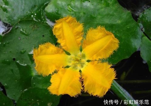 #恩惠#金黄小花立水上,柔情恩惠荇菜语