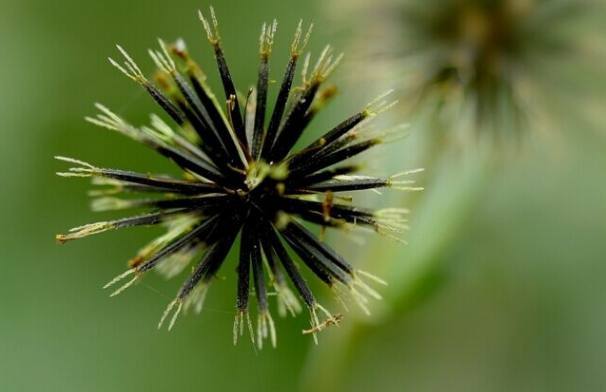 农村地头人见人厌的鬼针草却是消炎药,治疗阑