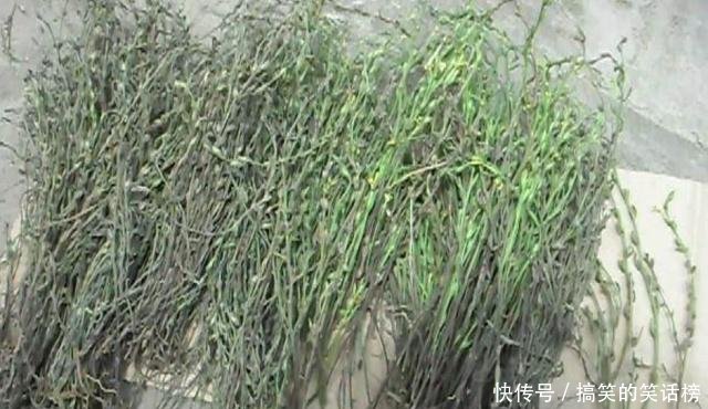 农村地区有一种野草，很多人都觉得是杂草，不知道它的药用价值！