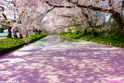 2019年樱花前线来袭！快来看最新樱花季预测！