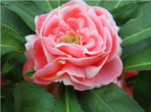  #花开#经常花开爆盆的盆栽，丢在阳台幽香暗淡，花型圆滚惹人爱，美爆了