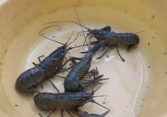  小龙虾@中国引进“淡水蓝虾”，一只可重达600克，或将代替小龙