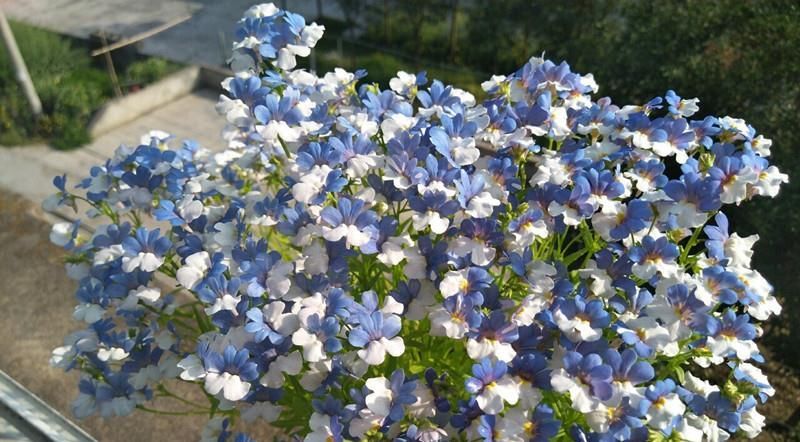  夏季@夏季养花选这款，花色灿烂绚丽，花期达半年，栽培容易，值得拥有