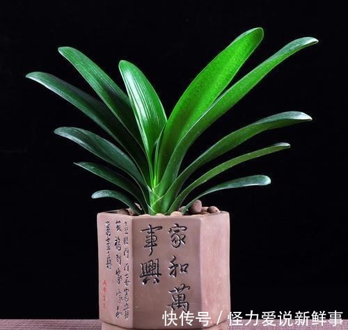 \"l1\": \"黄的粉的红的白的,小区的月季花开啦\"}"家里适合什么植物好,有什么寓意?