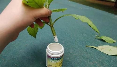 植物生根:在家自制天然的生根粉,植物扦插或压条繁殖时特管用