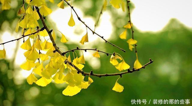  红豆杉|4种“如意”树，一边欣赏一边乘凉，种在院子寓意好