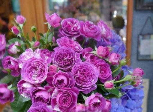  闲时■这些便宜花，最适合阳台养，一年开花200天，闲时天天观花园