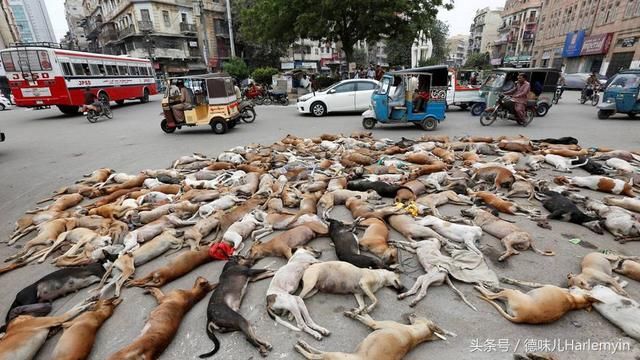 为世界杯，俄罗斯大量屠杀狗？你又被骗了，这是典型谣言！