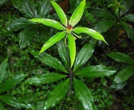  『见到』竹林下面的一种“野草”，见到别拔掉，拔1棵少1棵，很珍贵