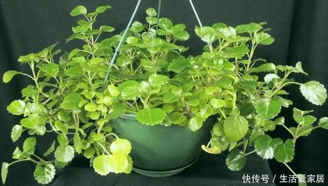  适合|瑞典常青藤养好了能开淡紫色小花，很适合养成窗台的吊盆观叶植物