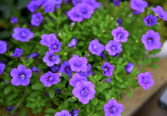  『清新』这些花朵几乎是全年开花，花朵比叶子多，盆盆开花爆，清新又喜人