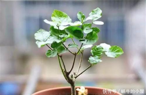 花香|夏天做好这3点,茉莉开花多花香重,家里满满的茉莉香