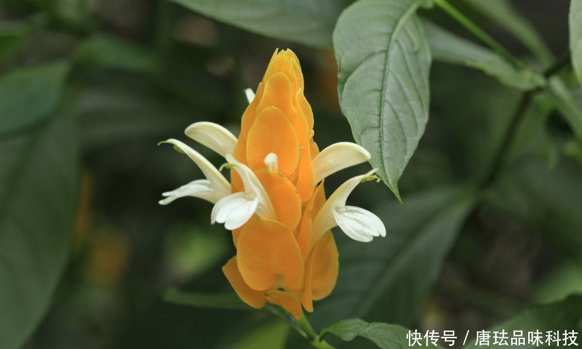 『金苞』城市罕见的3种花，铁线莲、金苞花、琴叶珊瑚，养过的人不多