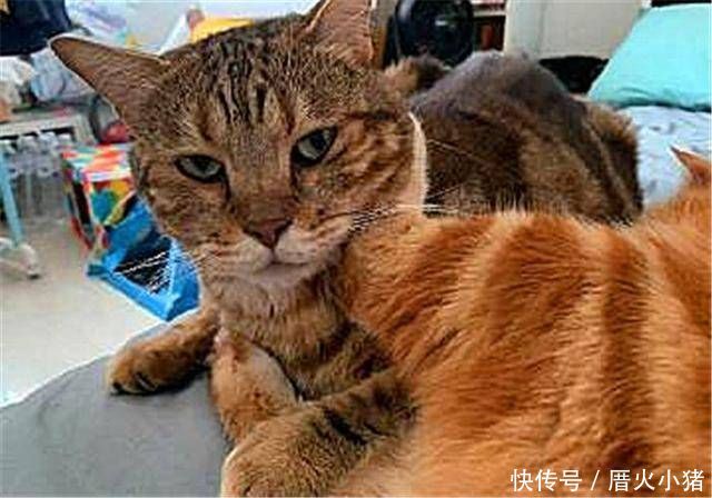  「花猫」橘猫将狸花猫当作猫脚架，狸花猫向铲屎官诉苦，铲屎官我也没辙
