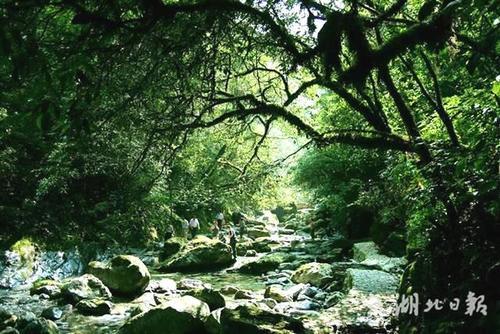 湖北拍到43种珍稀动物 国家一级保护动物林麝首出镜