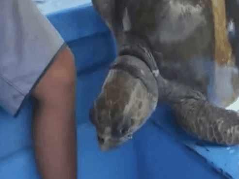  『救援』男子海中钓鱼发现乌龟紧追其后, 细看后男子果断决定对其救援