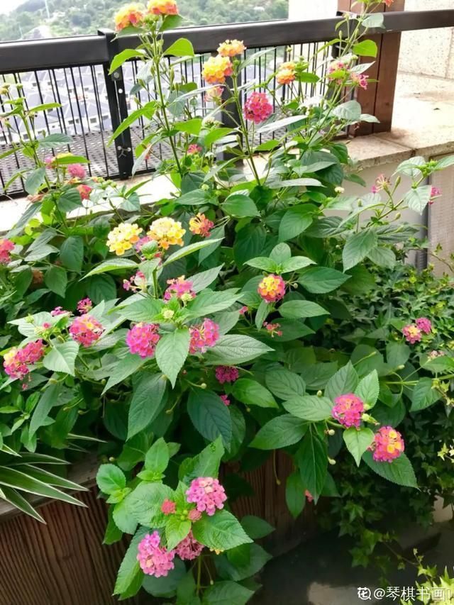 开出漂亮■阳春三月,出门踏青,原来有这么多漂亮花!