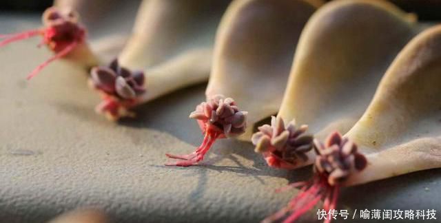 『大片』叶插多肉不出芽?避开几个“坑”,个个出芽快,轻松繁殖一大片