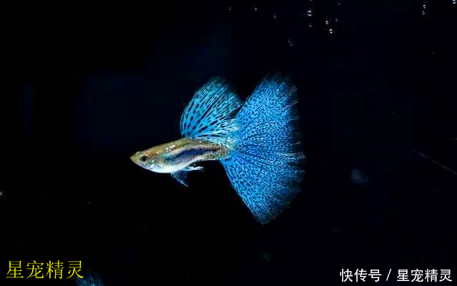 孔雀鱼繁殖100+只,你的小孔雀鱼能成活多少